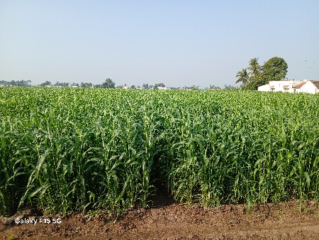 જુવાર વેચવાની છે