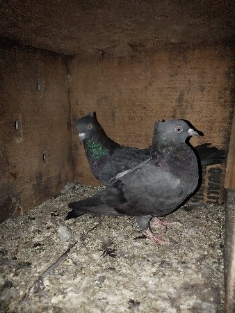 थंबनेल 2