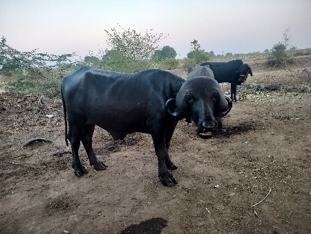 જાફરાબાદી પાડો વેચવાનો છે