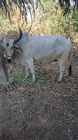 थंबनेल 2