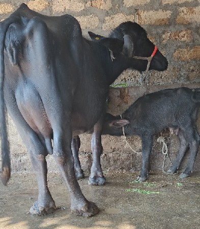 थंबनेल 2