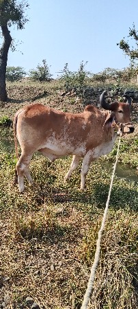 થંબનેલ 3