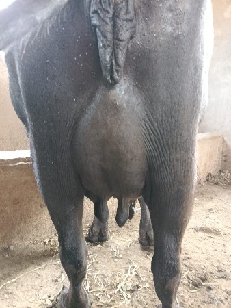 थंबनेल 3