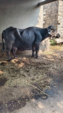 થંબનેલ 2