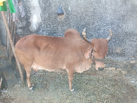 થંબનેલ 3