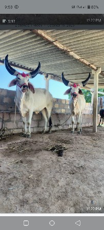 લેવાની ગણતરી હોય તો ફોન કરો