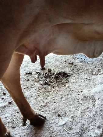 ગીર ગાય વેસવાની છે