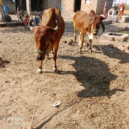 થંબનેલ 2