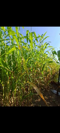 ઈધડ આપવી