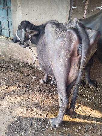 થંબનેલ 2