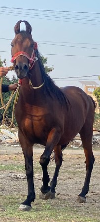 थंबनेल 2