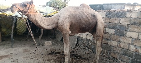 ઊંટ 🐫