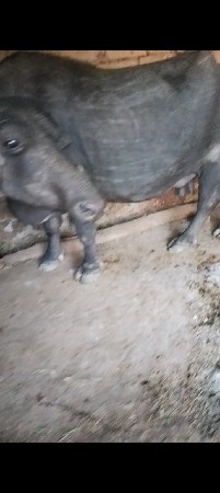 થંબનેલ 3