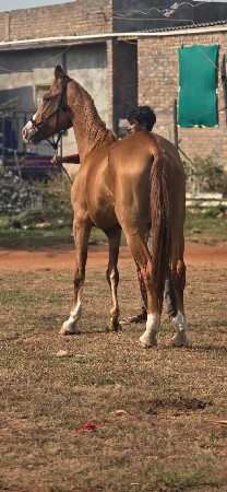 ભેંસ સામે સાટુ