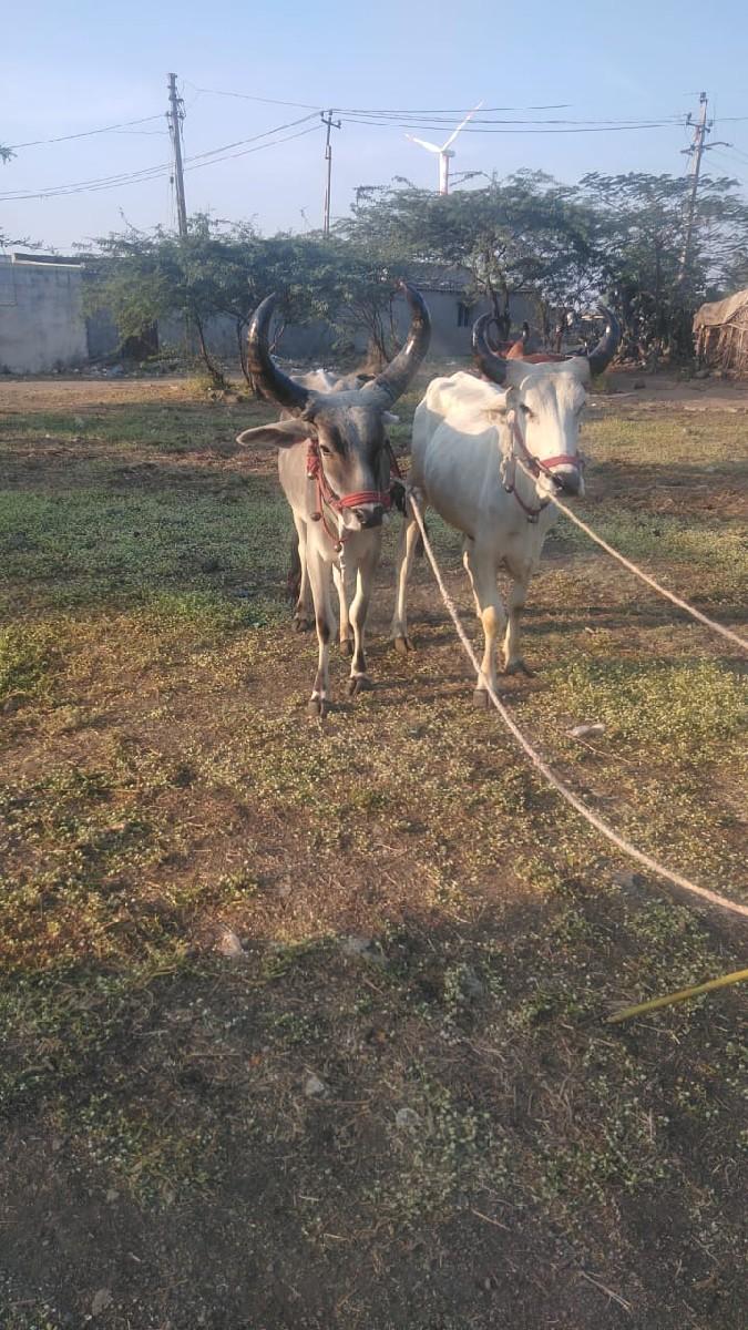 દેશુરભાઈ