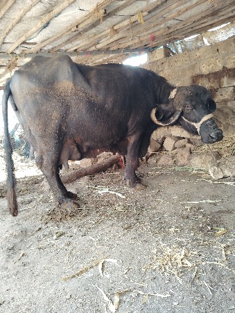 थंबनेल 2