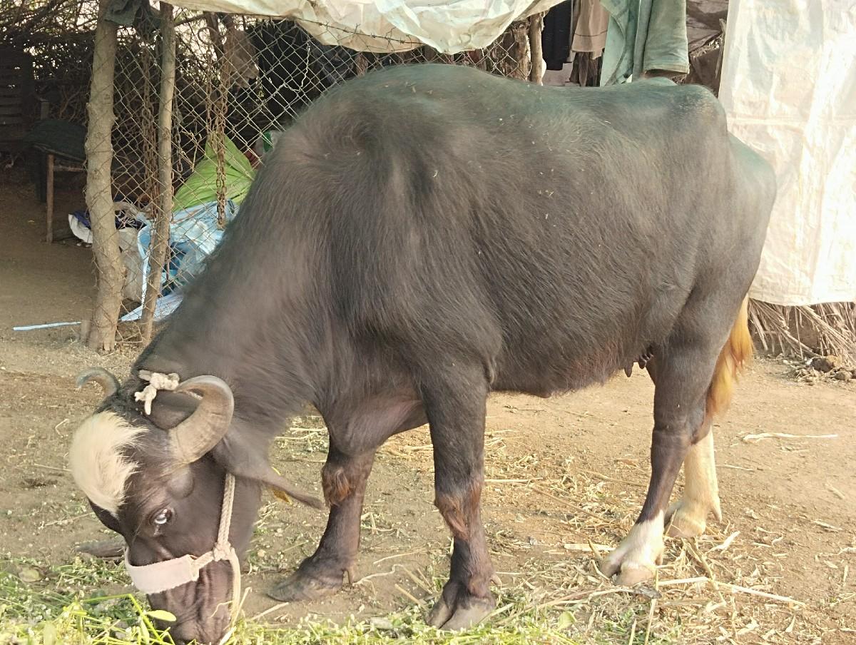 थंबनेल 3