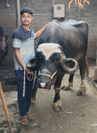 ભેંસ વેચવાની છે .