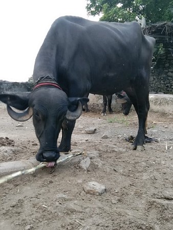 થંબનેલ 2