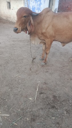 ઓડકી વેચવાની છે