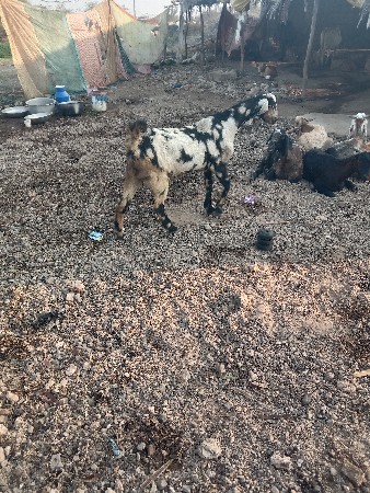 थंबनेल 2