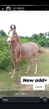 33  મહિના ને 3 દિવસ