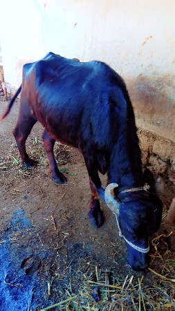 ખડાઈ વેચવાની છે