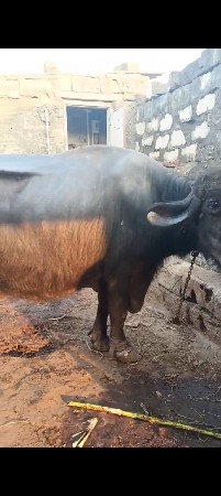 ભેંસ વેચવાની છે