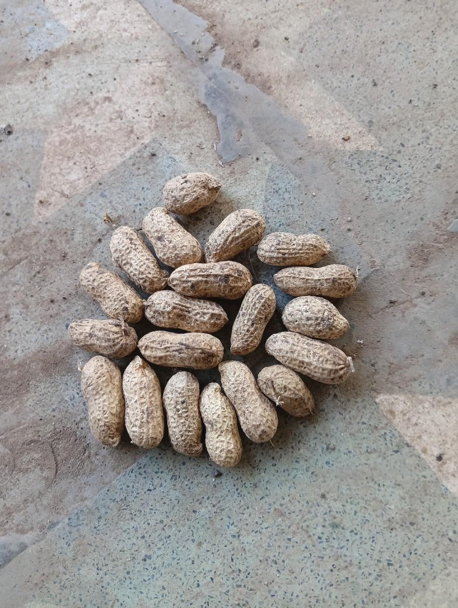 બિયારણ માટે માનઙવિ વેશવા ની સે