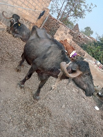 2ભેંસ sata માં સોટા હથી બોલેરો