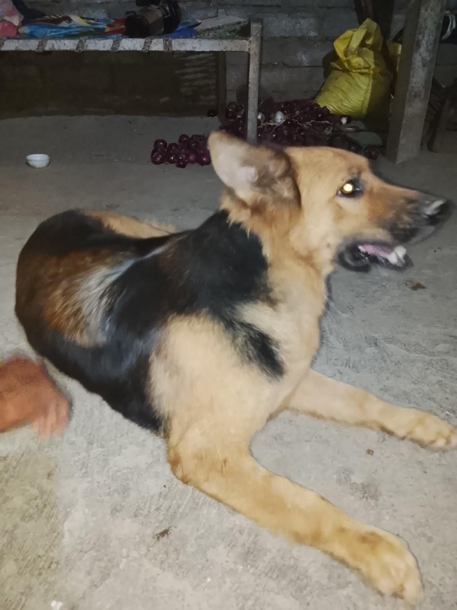 આ ફીમેલ ના સાટા જર્મન ઓરીન ઘોડી