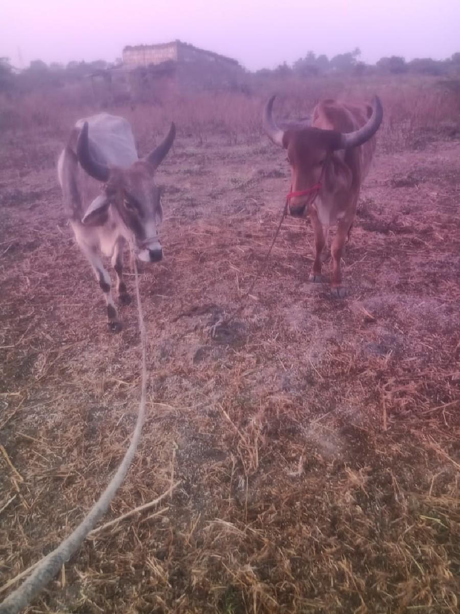 35000 કિંમત