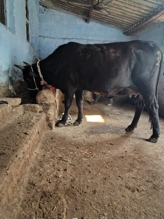 બે હોડકી પેલા વેતર ની