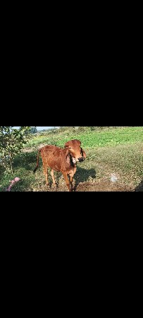 ની આપીલી વીગત વાશને ફોન કરહો