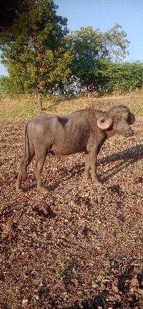 પાડોવેશવાનોછે