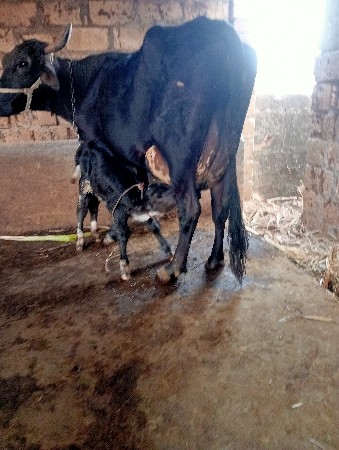 આ ગાય વેચવાની છે કાલે વિયાણી