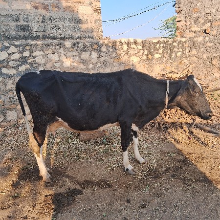 થંબનેલ 3