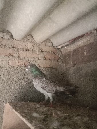 કબૂતર વેચવાના સે 13 નગ સે