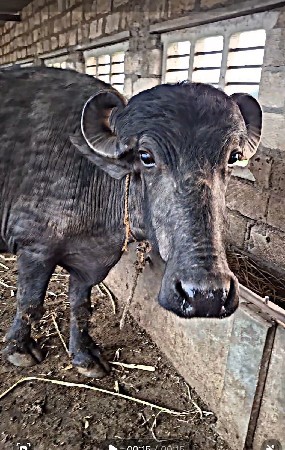 બે ભેંસ વેચવાની છે