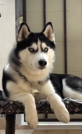 husky