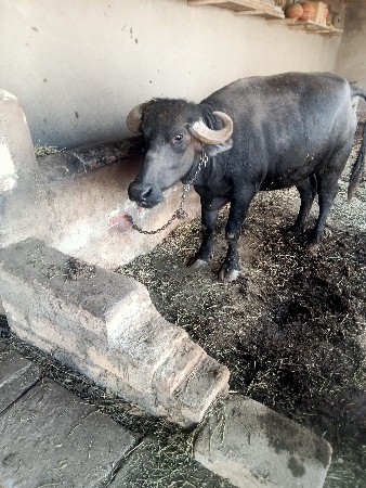 થંબનેલ 2