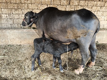 થંબનેલ 4