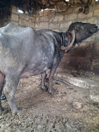 थंबनेल 3