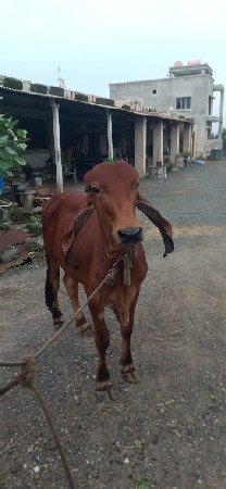 थंबनेल 3