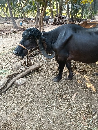 થંબનેલ 3