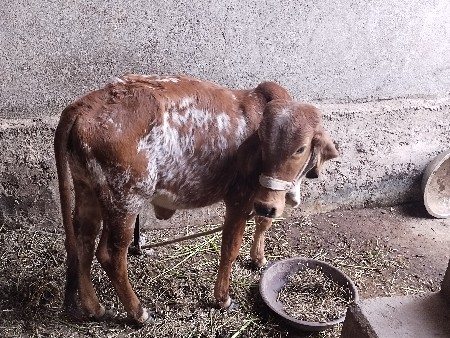 थंबनेल 3