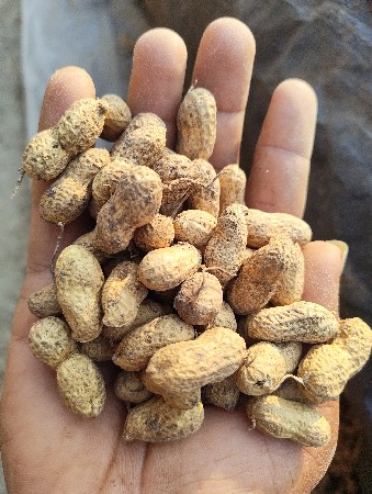 ગીરનાર ૪