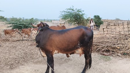 थंबनेल 3