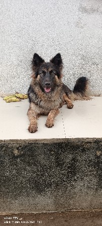 જર્મન સફર ફીમેલ