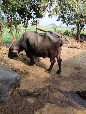 ભેંશ વેસવાની છે.